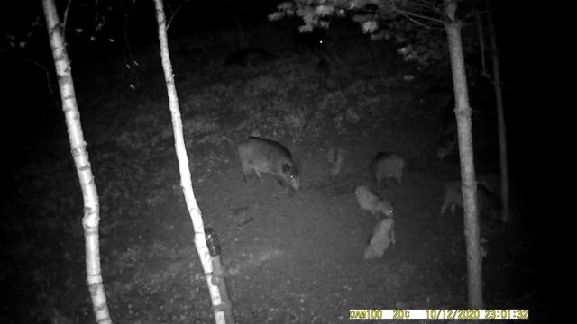 Дикий кабан 🐗 России часть 8 смотреть онлайн