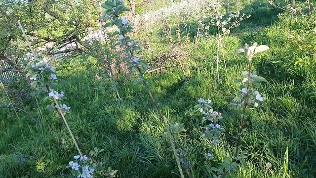 Карликовые подвои для Сибири