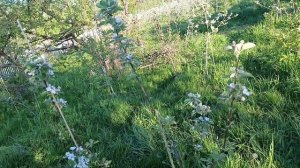 Карликовые подвои для Сибири