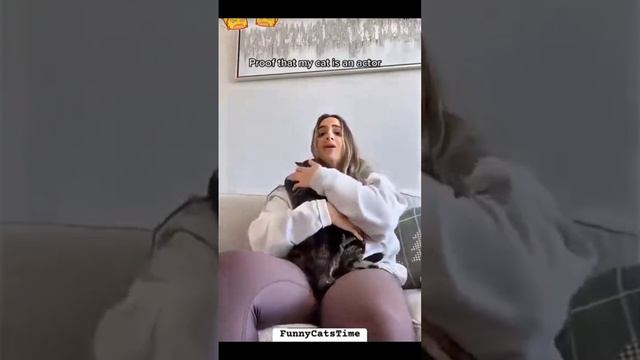 Ох уж эти кошки 🙃 смотреть онлайн