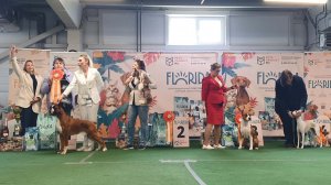 216.05.2026, СПб. Клуб «Элита». (САС, ОАНКОО). Выставка собак «СУПЕР КУБОК ЭЛИТЫ» (САС, ЧРКФ)