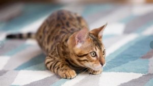 Кошачий карнавал. Мелодия. Нейросеть. Идея и монтаж Татьяны Пантелеевой.