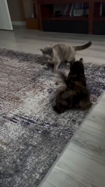 1000007493.mp4 смотреть онлайн