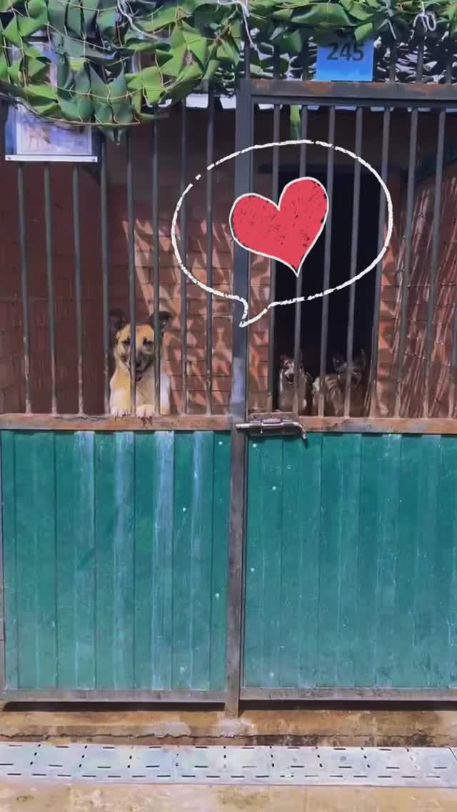 Спасибо за гостинцы! ❥ Приют в Малинках