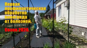 Обработка винограда | Первая профилактическая обработка винограда | Виноград