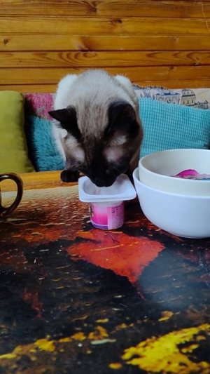 Сиамская кошка