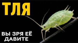 Тля. Самое недооценённое существо на планете. Полный разбор