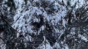 ❄️🌲 Шикарные фото зимнего леса — Удмуртия в снежном кружеве
