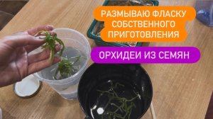 ОРХИДЕИ ИЗ СЕМЯН. Размываю Фласку собственного происхождения #фласка #фаленопсис #орхидеидома