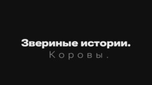 Звериные истории.Коровы