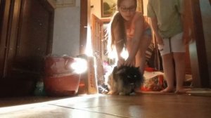 🐱:-)😱