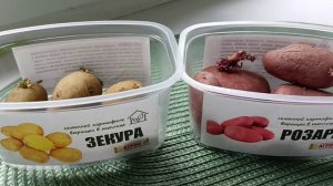 Тестирование семенного картофеля «Крошка-Картошка». Картофель «Зекура» и «Розара»
