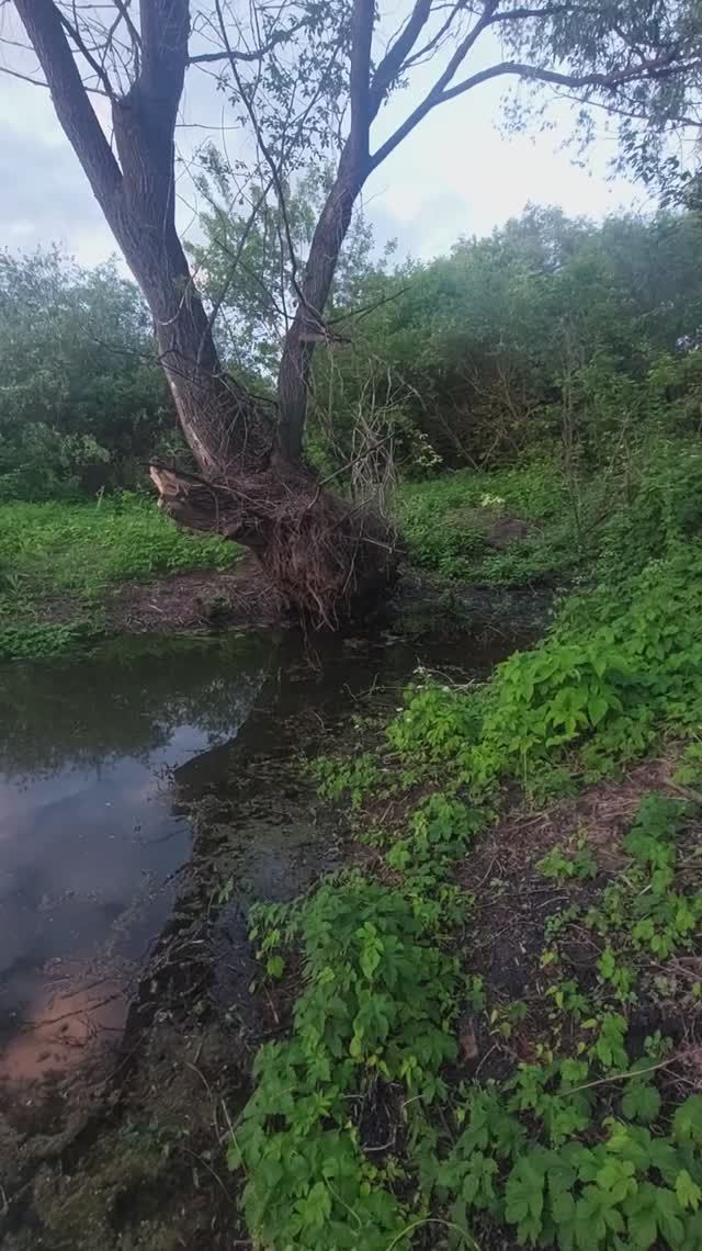 Поют соловьи на пруду
