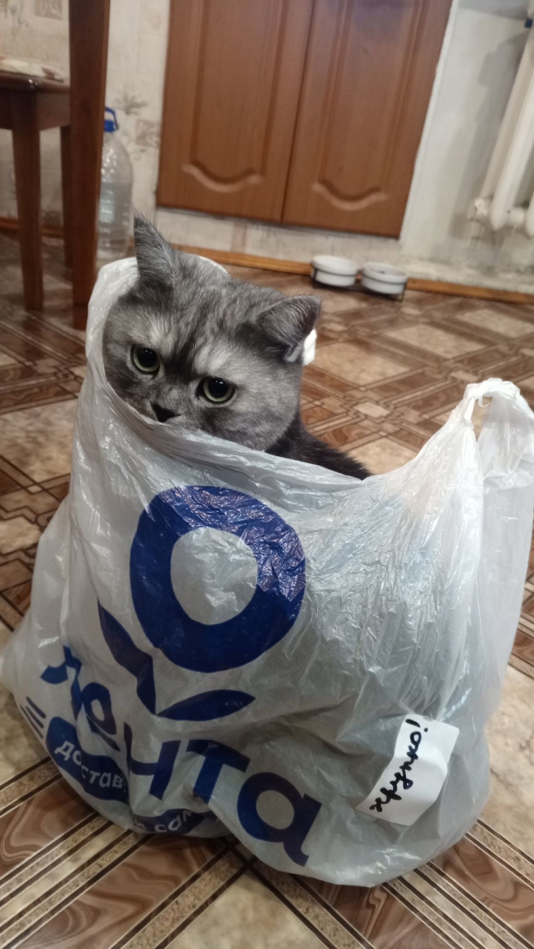 Фиаско грациозного охотника 🐾