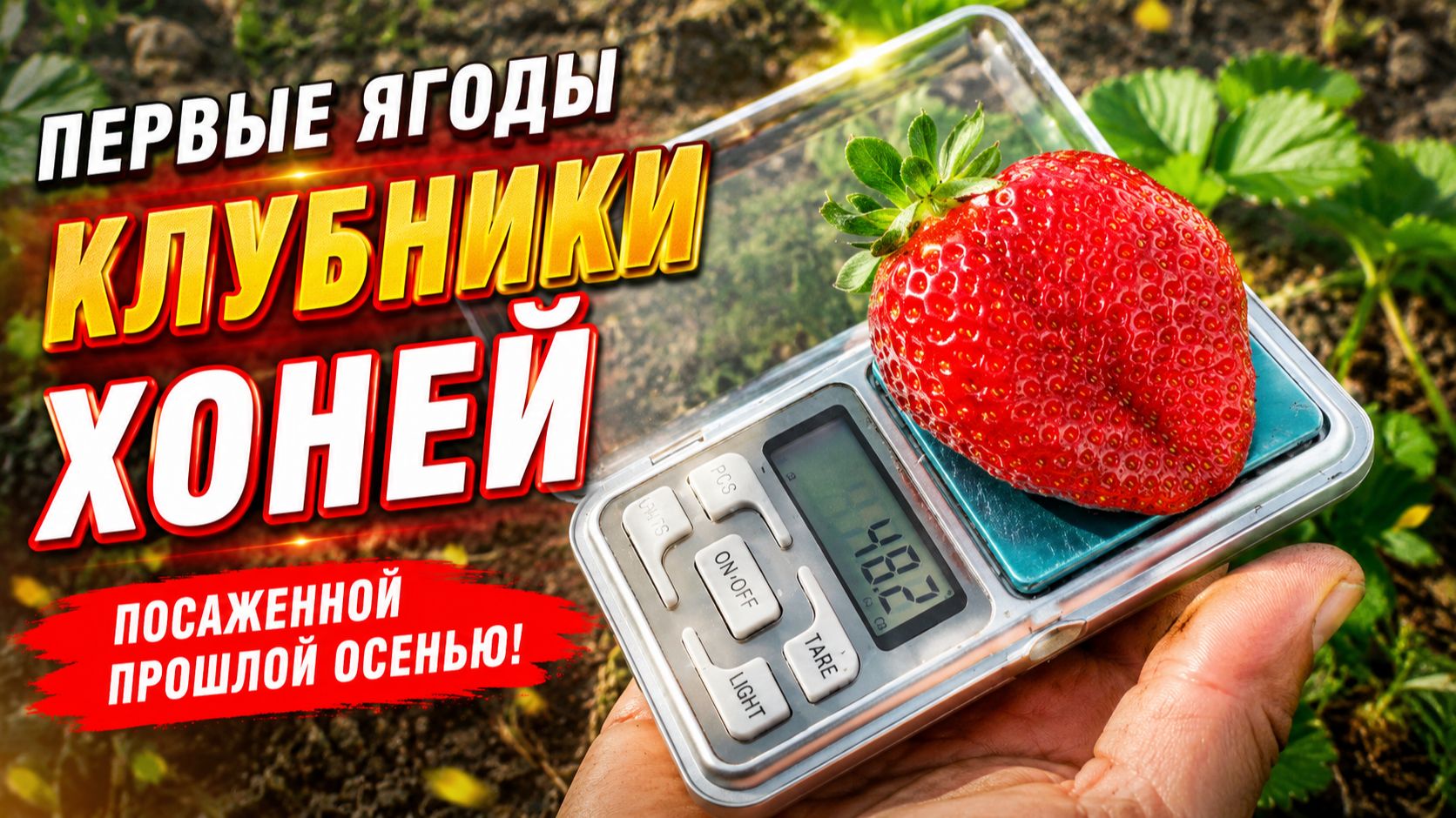 Клубника сорта 