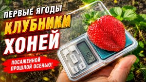 Клубника сорта «Хоней»-первые ягоды!