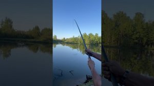 Чисто:Удочка и крупная рыба на утренней зорьке . Рыбалка