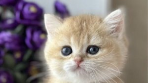 фнаф в Чикен Ган фильм