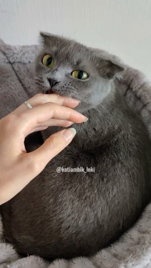 Хорошая девочка😸