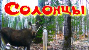 Лоси медведи лисы рябчики закончил разносить соль обновил галечник весенние работы завершены