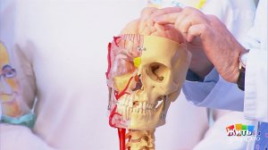 Летние травмы: как защитить ребенка. Жить здорово! Фрагмент выпуска от 28.05.2026