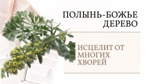ПОЛЫНЬ БОЖЬЕ ДЕРЕВО ИСЦЕЛИТ ОТ МНОГИХ ХВОРЕЙ