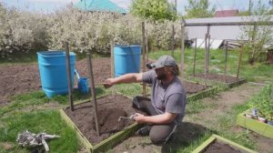 МУЖИК В ОГОРОДЕ! Сажаю помидоры своими руками Как выглядит своя выращенная рассада дома