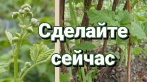 Уход за малиной в конце мая