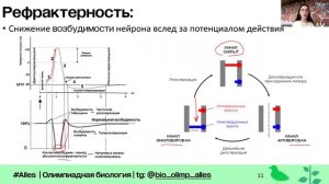 Нервная система | Экспрессия | Alles