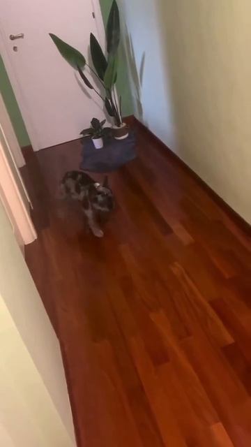 У него совсем нет сцепления с паркетом