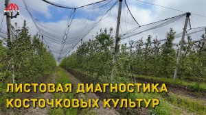 Листовая диагностика косточковых культур
