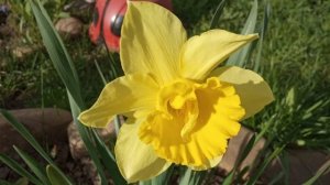 🌼❄️ Нарциссы в Удмуртии: сорта и выращивание