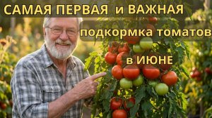 Подкормка томата! Сделайте это в июне, и ветки будут лопаться от плодов! 🍅🔥