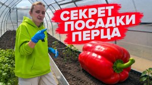 СЕКРЕТЫ ПОСАДКИ СЛАДКОГО ПЕРЦА