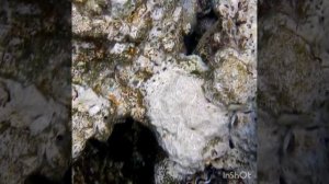 Зловещие красавицы гаррупы замышляют переворот!Скалится на меня, аки собака!