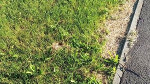Ольга Бравенькая идёт на городскую мусорку. Сказка