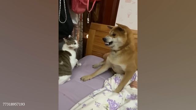Забавное видео о кошках