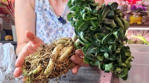 Есть ли большая разница между буферизированным кокосом и обычным?