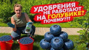 ЧЕМ ПОДКОРМИТЬ ГОЛУБИКУ