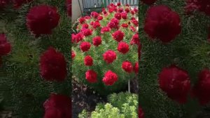 1000026667.mp4
