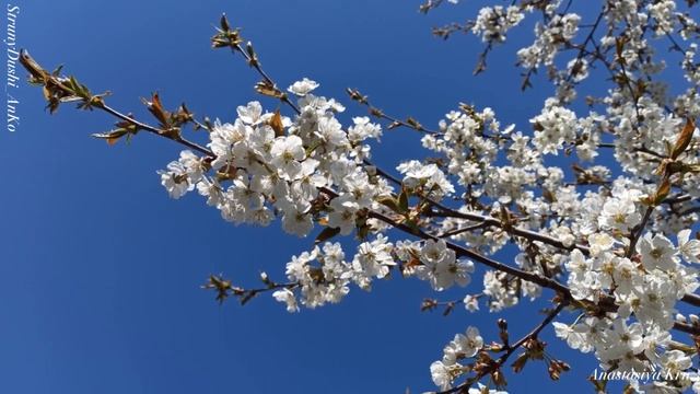 Весна - любовь моей души _ Трогательная нежная песня о любви_ природе и возрождении Весна - любовь м смотреть онлайн