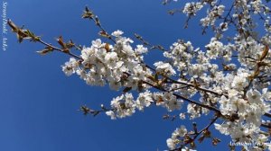 Весна - любовь моей души _ Трогательная нежная песня о любви_ природе и возрождении Весна - любовь м