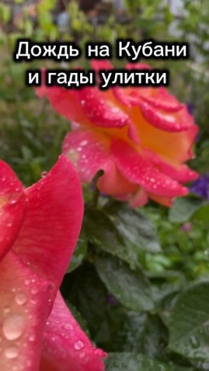 Дождь на Кубани. И снова улитки.