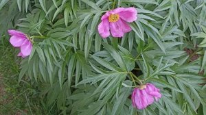 🌸❄️ Пионы в Удмуртии: сорта и выращивание