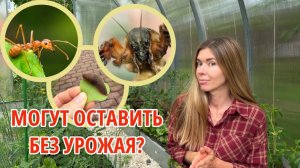Как бороться со злостными вредителями огорода: медведка, слизни, кроты, муравьи