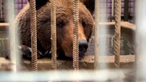 Медведица Маша 20 лет ютилась в тесной клетке у придорожного кафе