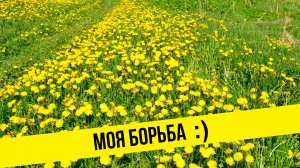 Борьба с одуванчиками! Одуванчики -﹥ бесплатное удобрение.