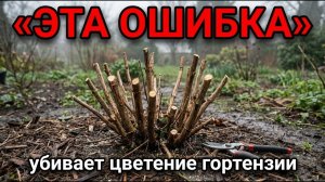 Не обрезайте гортензию пока не посмотрите это — можно остаться без цветении