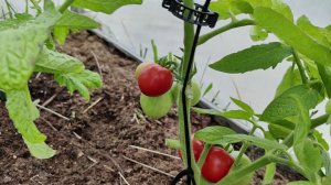 Мы на Даче 27 мая 26 г. Нижний Новгород Купила Заброшенную Дачу Томаты Поспевают Первый Кабачок