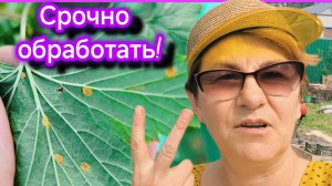 Чёрная смородина. Пятна на листьях? Не медлите!😳